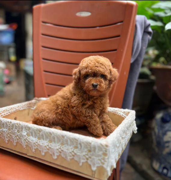 CUCCIOLI DI BARBONCINO TAGLIA TOY