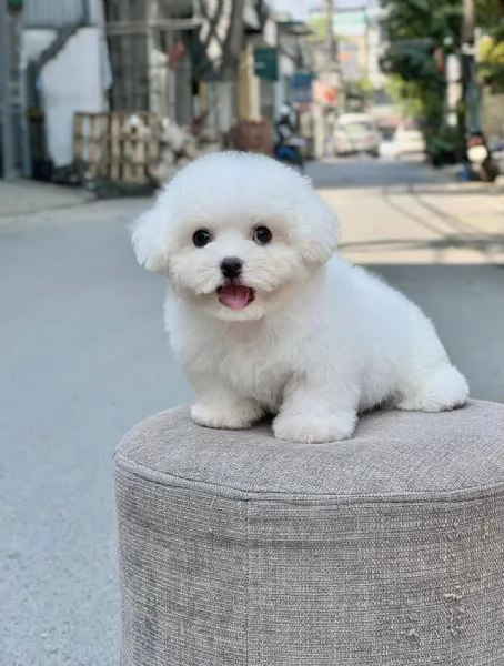 Cuccioli di Barboncini minitoy | Foto 0