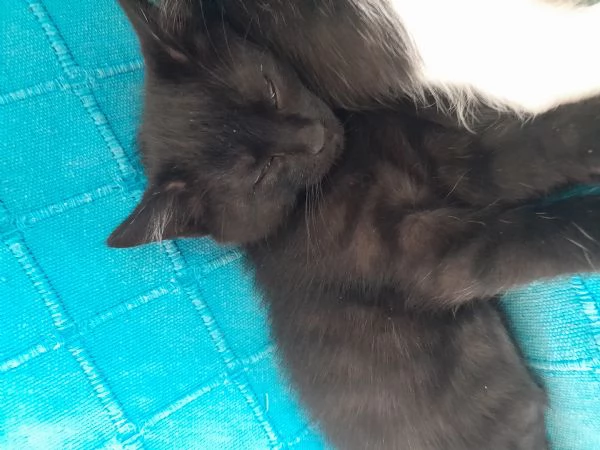 Cuccioli di gatti neri e pezzati di più  di 2 mesi | Foto 2