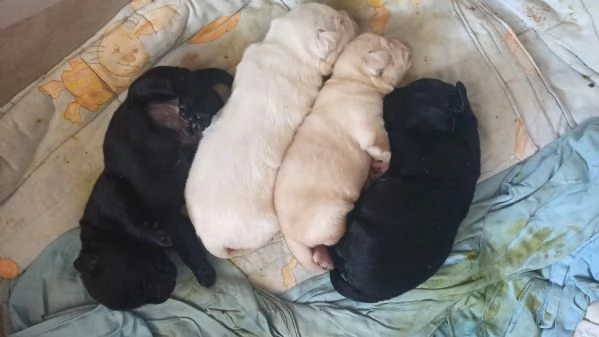 Cuccioli Labrador gialli e neri | Foto 0