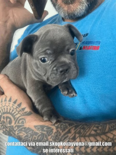 Adottate splendidi cuccioli di bulldog francese