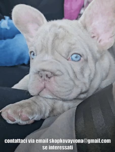 Cuccioli di Bulldog francese REGISTRATI KC