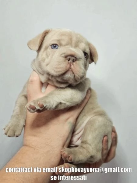 Bellissimi bulldog francesi