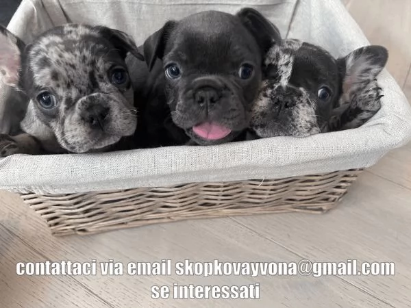 Cuccioli di bulldog francese