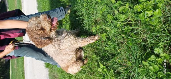 Lagotto romagnolo | Foto 1