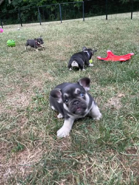 Bellissimo cucciolo di bulldog francese in vendita