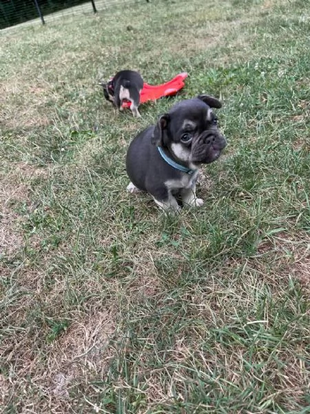 Bellissimo cucciolo di bulldog francese in vendita | Foto 1