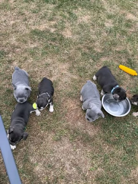 Cuccioli di bulldog francese stupendi in cerca di adozione | Foto 1