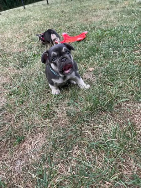 Cuccioli di bulldog francese in adozione | Foto 2