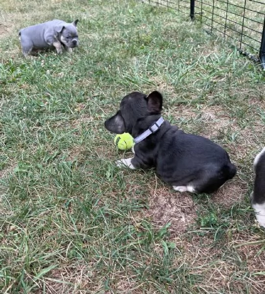 Cuccioli di bulldog francese in adozione