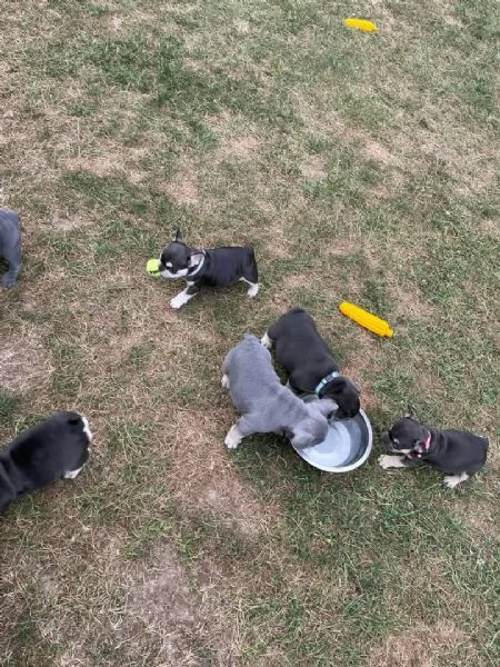 Cuccioli di bulldog francese in adozione | Foto 1