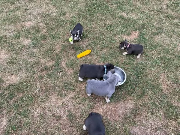 Cuccioli di bulldog francese in adozione | Foto 0