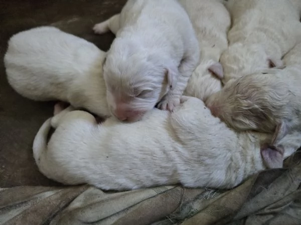 Cuccioli pastore maremmano  | Foto 2