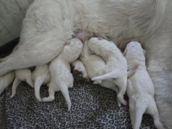 Cuccioli pastore maremmano  | Foto 0