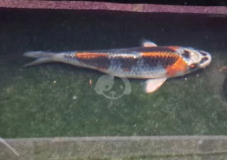 Pesci da laghetto koi