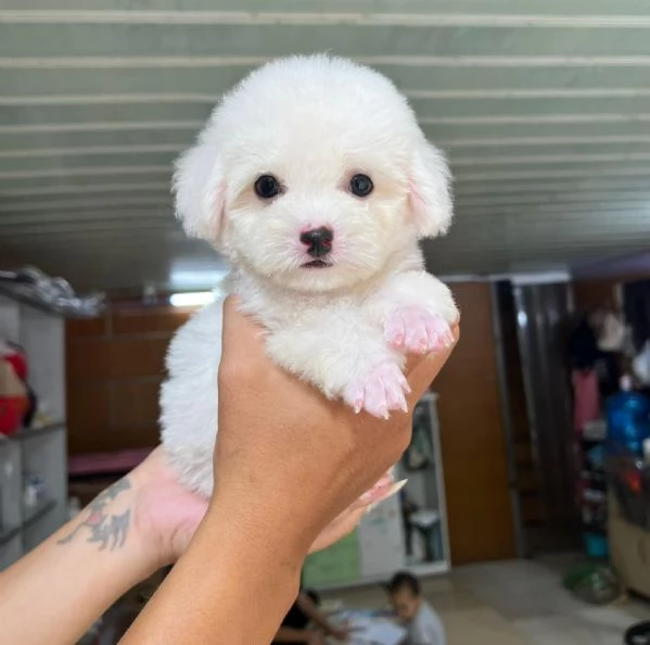 Cuccioli di barboncini toy | Foto 0