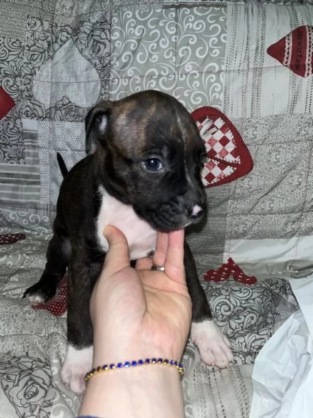 Meravigliosi cuccioli Amstaff/Pitbull | Foto 9