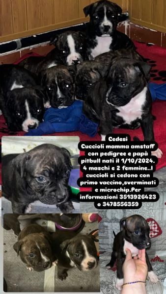 Meravigliosi cuccioli Amstaff/Pitbull | Foto 5