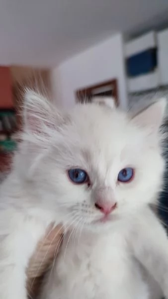 Disponibili per la prenotazione cuccioli di Ragdoll! | Foto 3