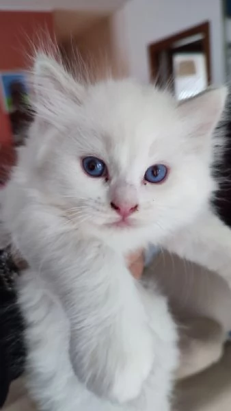 Disponibili per la prenotazione cuccioli di Ragdoll! | Foto 2