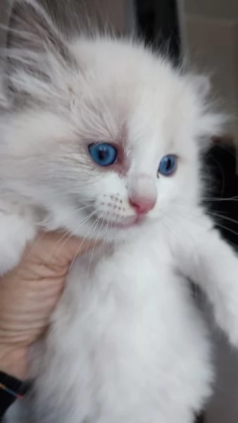 Disponibili per la prenotazione cuccioli di Ragdoll! | Foto 1