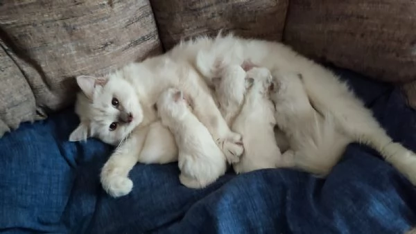 Disponibili per la prenotazione cuccioli di Ragdoll! | Foto 0