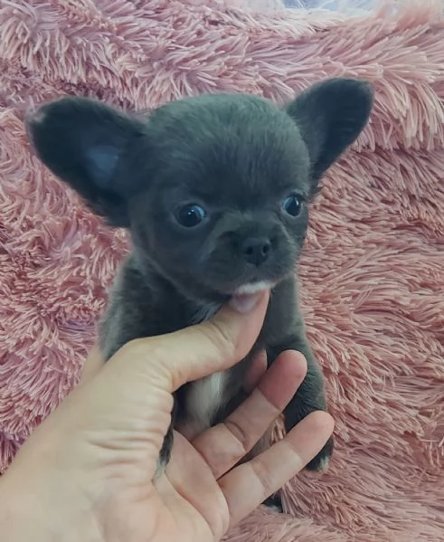 chihuahua cucciolo  femmina  maschio blu lilla