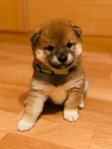 Cuccioli Shiba inu!!!