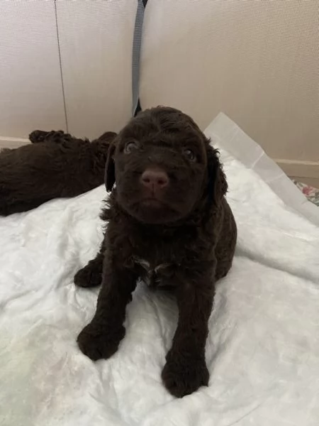 Cuccioli di lagotto 