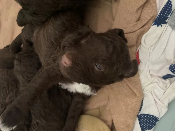 Cuccioli di lagotto  | Foto 4