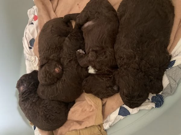 Cuccioli di lagotto  | Foto 3