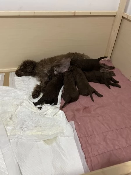 Cuccioli di lagotto  | Foto 0