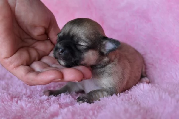 Chihuahua femmina pelo lungo | Foto 1