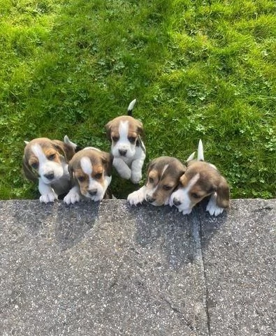 Regala dei cuccioli di Beagle