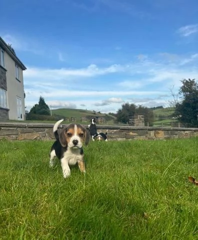 Regala dei cuccioli di Beagle | Foto 2