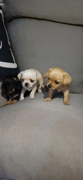 Regala dei cuccioli di Chihuahua | Foto 2