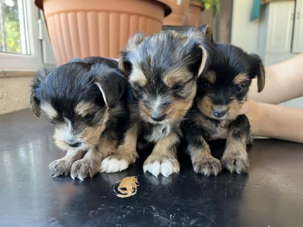 Regala dei cuccioli di Yorkshire | Foto 0