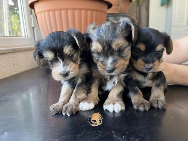 Regala dei cuccioli di Yorkshire