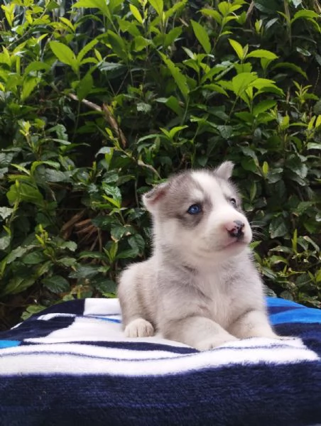 Regala dei cuccioli di Husky | Foto 1