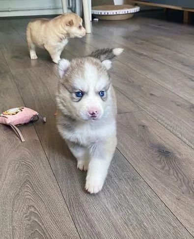 Regala dei cuccioli di Husky | Foto 0