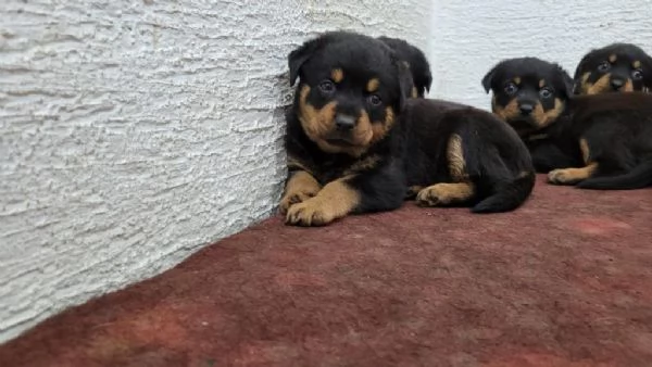 Regala dei cuccioli di Rottweiler | Foto 1