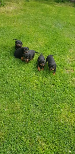 Regala dei cuccioli di Rottweiler | Foto 0