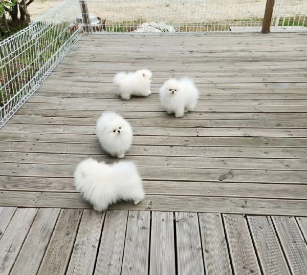 Bellissimo cucciolo di spitz nano bianco | Foto 0