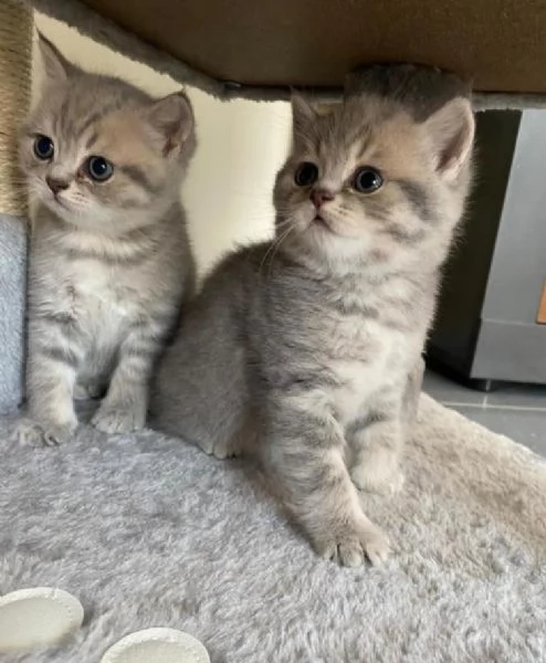 Disponibili bellissimi gatti BKH 