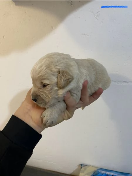 Cuccioli di Golden Retriever 