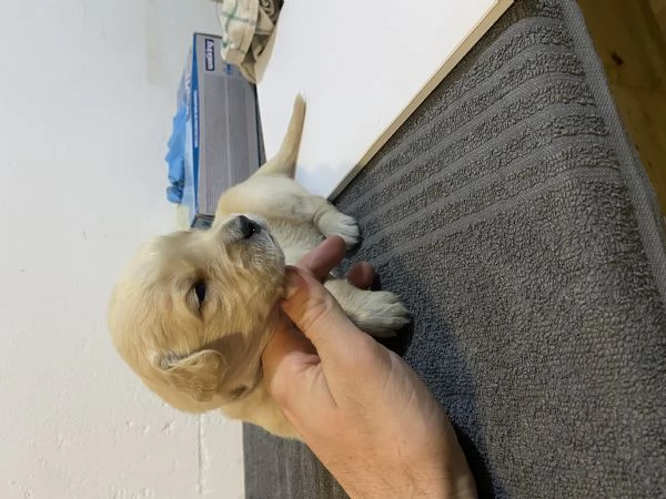 Cuccioli di Golden Retriever  | Foto 3