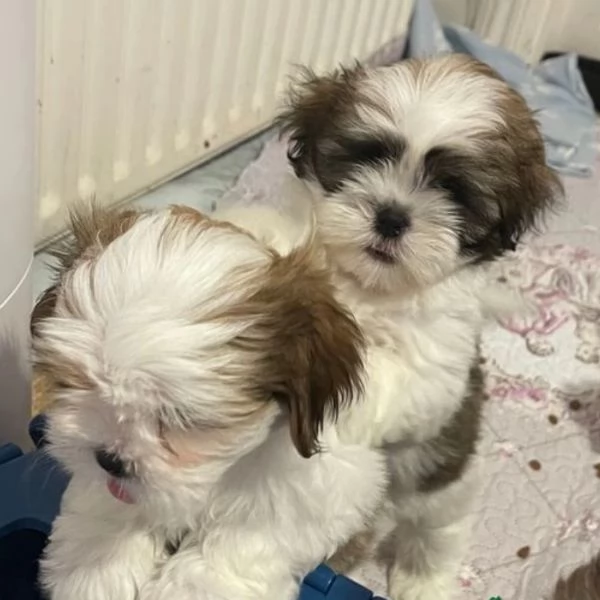 Shih-tzu cuccioli 