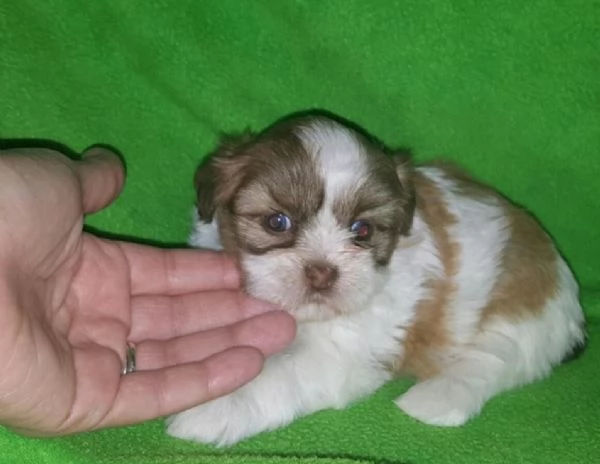 Pura razza cuccioli di shih tzu per adozione | Foto 0