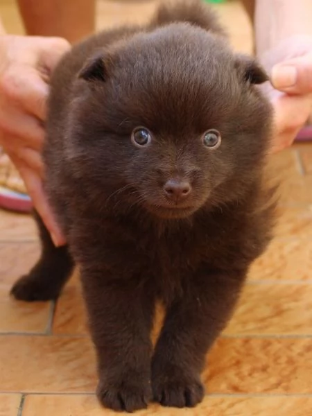 Cucciolo di Spitz tedesco medio marrone