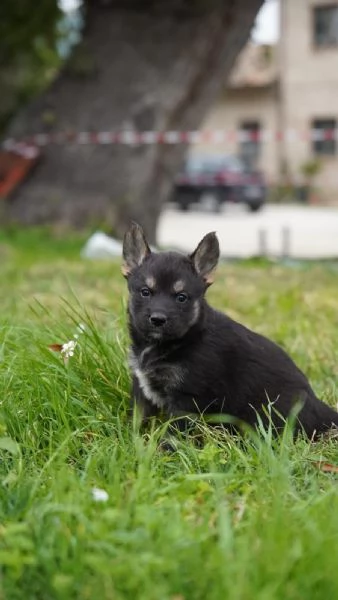 Regalo 2 cuccioli mix husky | Foto 4